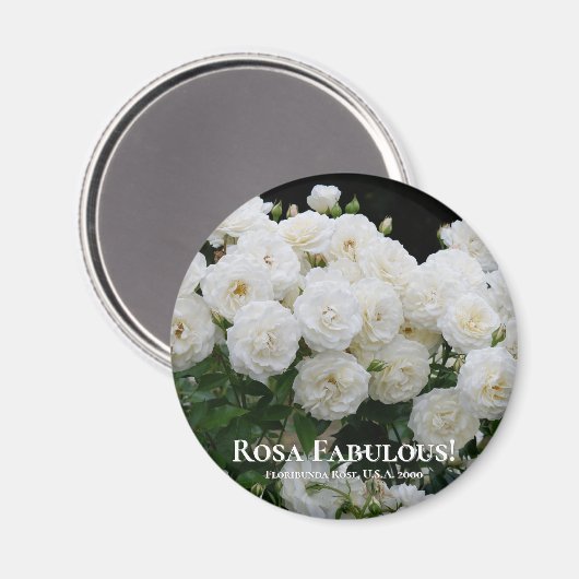 Rosa Fabulous! Magnet (Vorderseite/Rückseite)