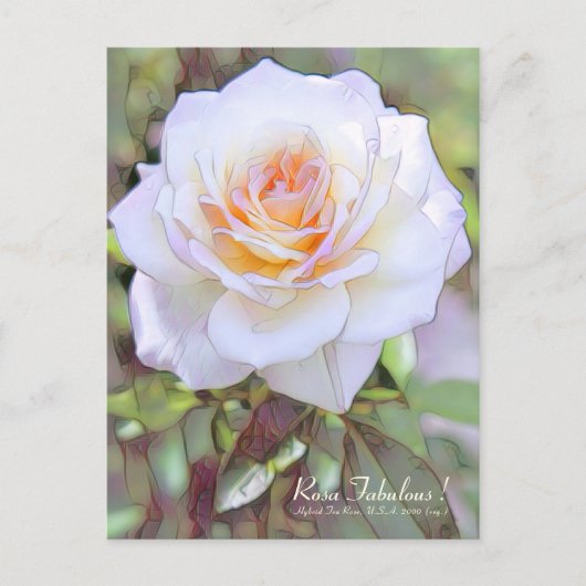 Rosa Fabulous! [Postcard] Postkarte (Vorderseite)