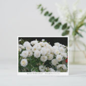 Rosa Fabulous! Postkarte (Stehend Vorderseite)