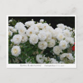 Rosa Fabulous! Postkarte (Vorderseite)