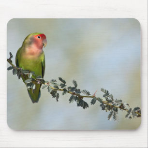 Rosa-faced Lovebird auf einem Ast Mousepad