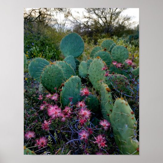 Rosa Fairywimpel-Blüten & Feigenkaktus Poster (Vorne)
