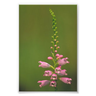 Rosa falsche Dragonhead Blume Fotodruck