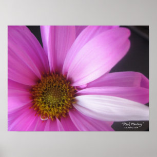 Rosa Fantasie - Plakat