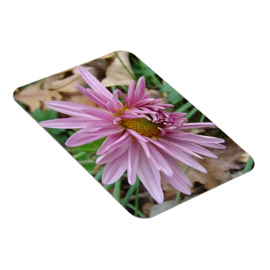 Rosa Farbe Magnet (Rechte Seite)