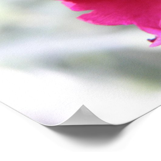 rosa Farbe Poster (Ecke)