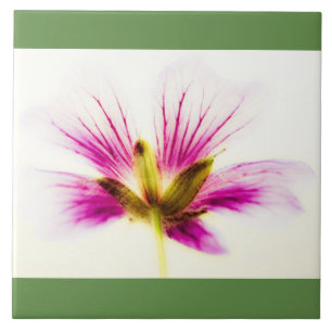 Rosa Feather Blume Tile Fliese
