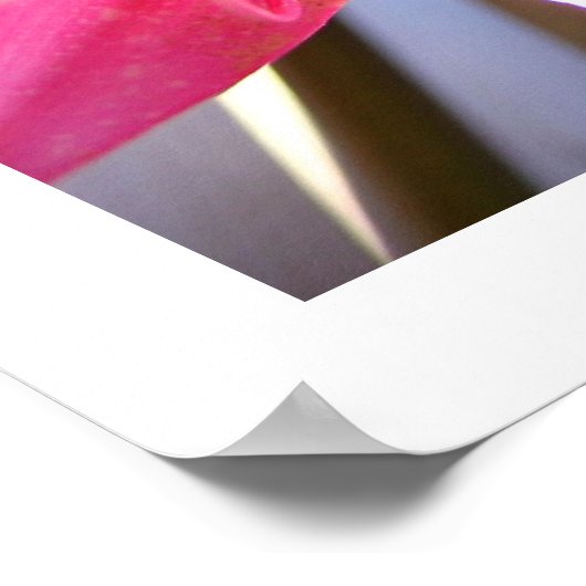 Rosa Februar Poster (Ecke)