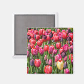 Rosa Federtulis Magnet (Vorderseite/Rückseite)