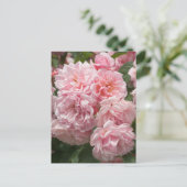 Rosa Felicia Rose Postkarte (Stehend Vorderseite)