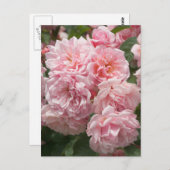 Rosa Felicia Rose Postkarte (Vorne/Hinten)