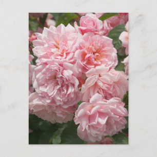 Rosa Felicia Rose Postkarte