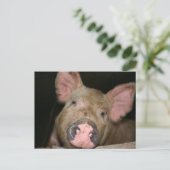 Rosa Ferkel Postkarte (Stehend Vorderseite)