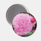 Rosa Finesse グネ Magnet (Vorderseite/Rückseite)
