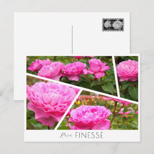 Rosa Finesse Postkarte (Vorne/Hinten)