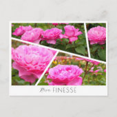 Rosa Finesse Postkarte (Vorderseite)