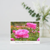Rosa Finesse Postkarte (Stehend Vorderseite)