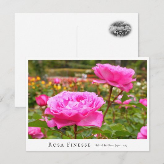 Rosa Finesse Postkarte (Vorne/Hinten)