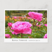 Rosa Finesse Postkarte (Vorderseite)