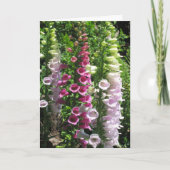 Rosa Fingerhüte Karte (Vorderseite)