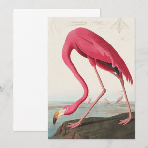 Rosa Flamingo Audubon im Vintage-Stil Einladung