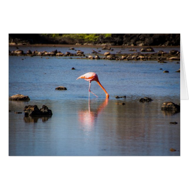 Rosa Flamingo auf den Galapagos-Inseln (Vorderseite (Horizontal))