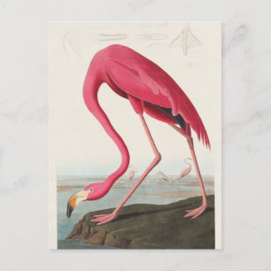 Rosa Flamingo aus Birds of America (1827) Postkarte