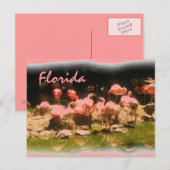 Rosa Flamingo Florida Postkarte (Vorne/Hinten)