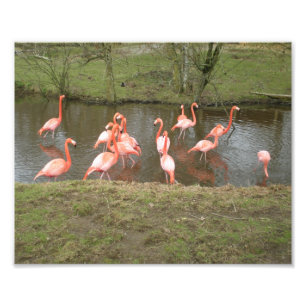 Rosa Flamingo-Foto Fotodruck