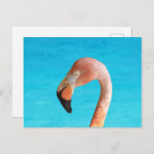 Rosa Flamingo-Gesicht gegen blaues Wasser auf Postkarte (Vorne/Hinten)