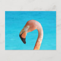 Rosa Flamingo-Gesicht gegen blaues Wasser auf