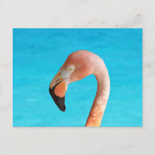 Rosa Flamingo-Gesicht gegen blaues Wasser auf Postkarte