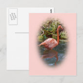 Rosa Flamingo im Fluss Postcard Postkarte (Vorne/Hinten)