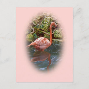 Rosa Flamingo im Fluss Postcard Postkarte