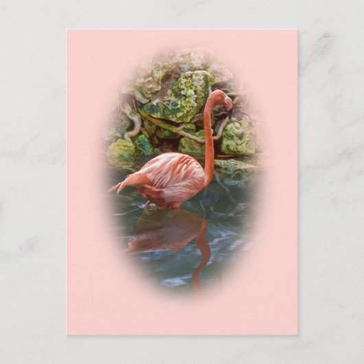 Rosa Flamingo im Fluss Postcard Postkarte (Vorderseite)
