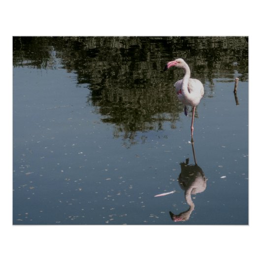 rosa Flamingo im Wasser Poster (Vorderseite)