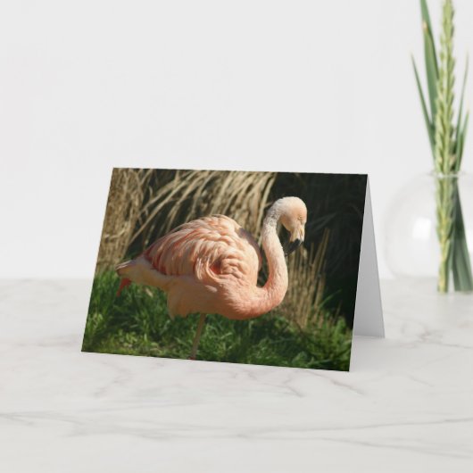 Rosa Flamingo Karte (Vorderseite)
