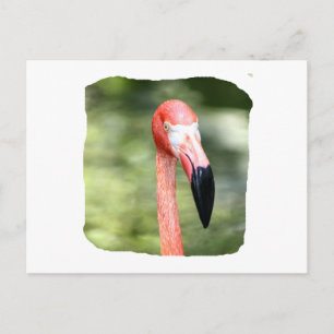 Rosa Flamingo Kopf Foto grün Hintergrund Postkarte