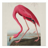 Rosa Flamingo Kunst Poster (Vorderseite)