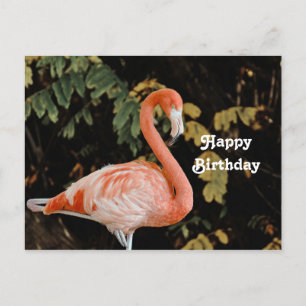 Rosa Flamingo-Porträt-Wildlife-Foto Geburtstag Postkarte