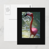 Rosa Flamingo Postkarte (Vorne/Hinten)