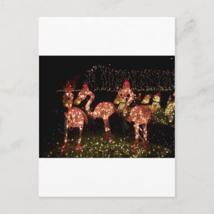 Rosa Flamingo Postkarte