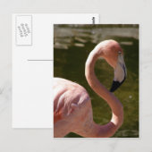 Rosa Flamingo Postkarte (Vorne/Hinten)
