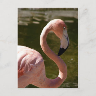 Rosa Flamingo Postkarte