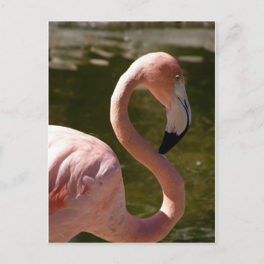 Rosa Flamingo Postkarte (Vorderseite)