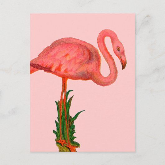 Rosa Flamingo Postkarte (Vorderseite)