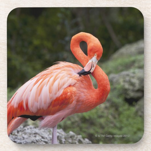 Rosa Flamingo Untersetzer (Vorderseite)