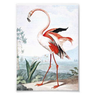 Rosa Flamingo-Vogel Vintage-Kunst Fotodruck