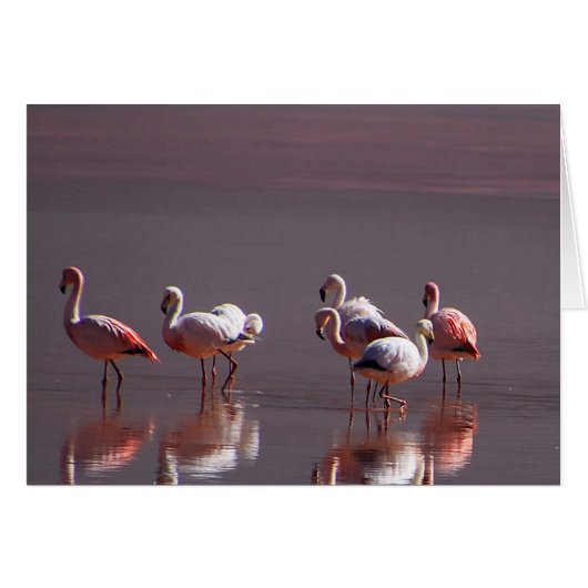 Rosa Flamingo - Vögel - Wasserspiegeln (Vorderseite (Horizontal))