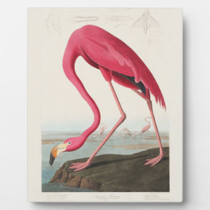 Rosa Flamingo von John Audubon Fotoplatte
